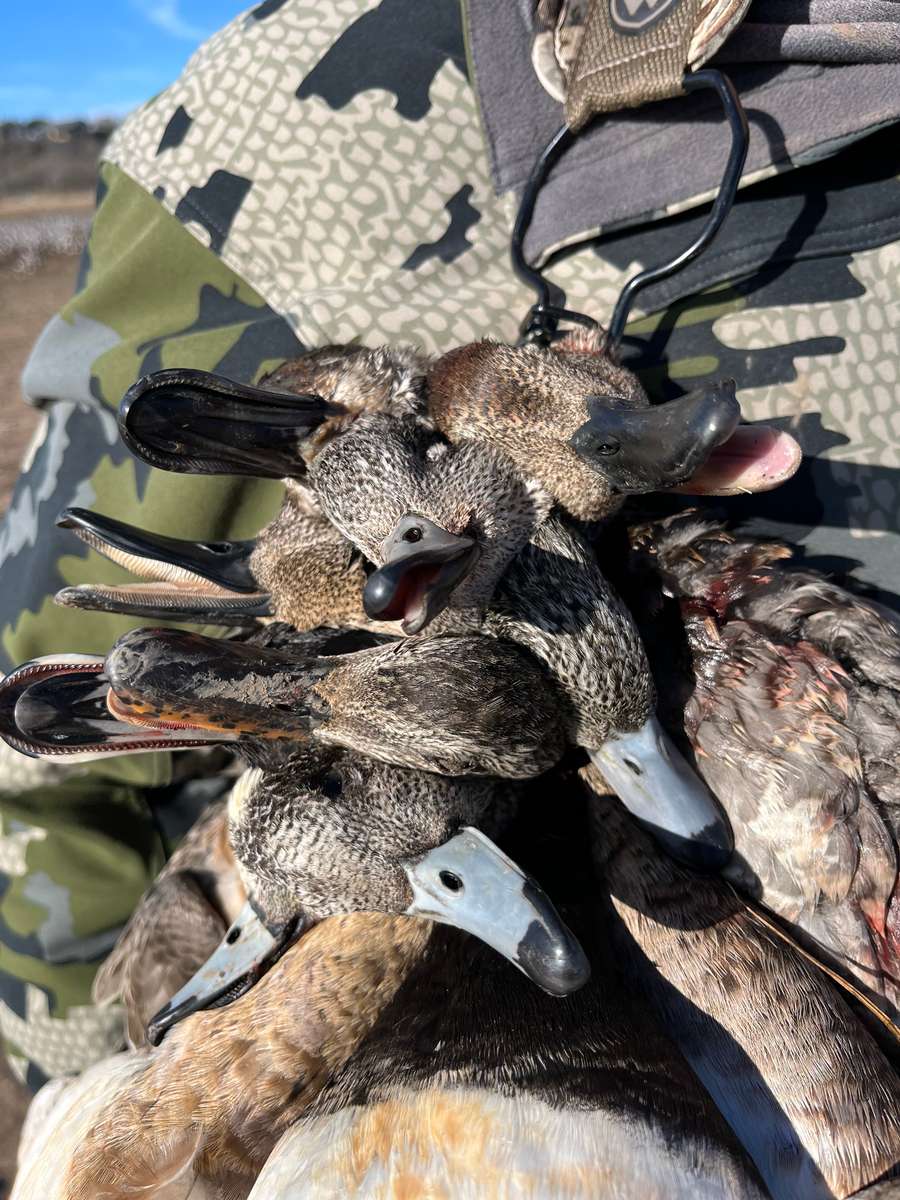 Rates Texas Duck Hunting Packages